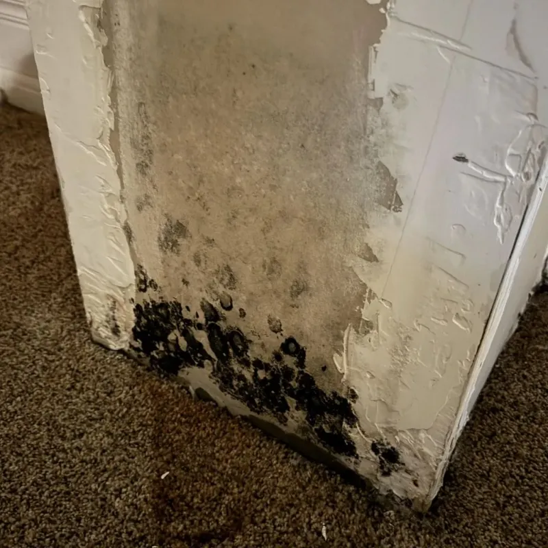 Professional Mold Removal in Blennerhassett, WV